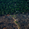 Amazon deforestation in Brazil hits its worst level in 15 years