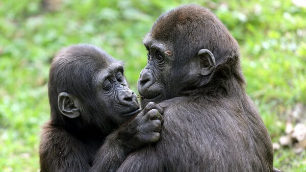 Lowland gorillas Jamila (L) and Suwedi cuddle in their enclosure at the zoo in Duisburg, western Germany.