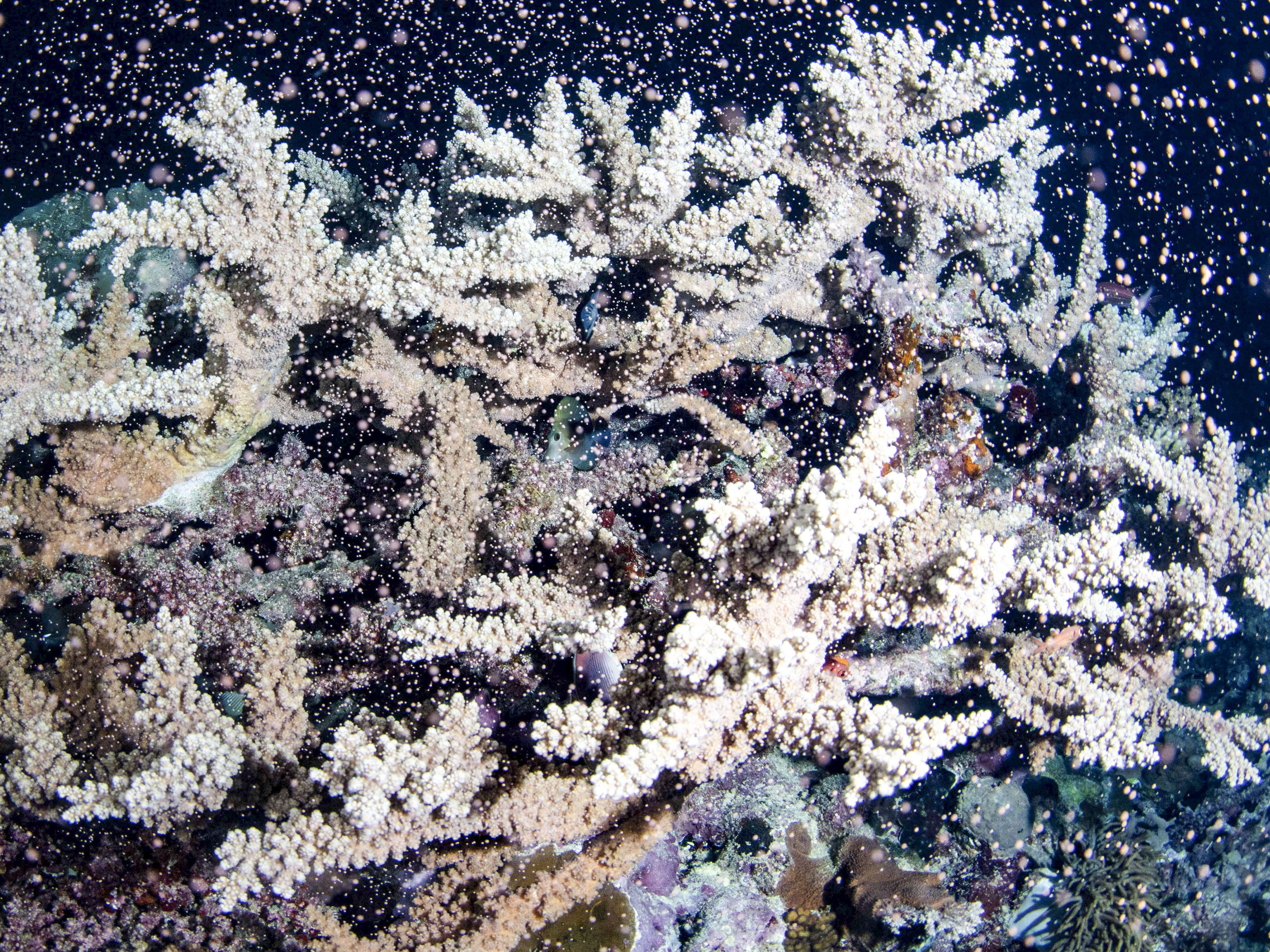 Australia's Great Barrier Reef Is Spawning In Explosion of Color : NPR, image size:3993x2994