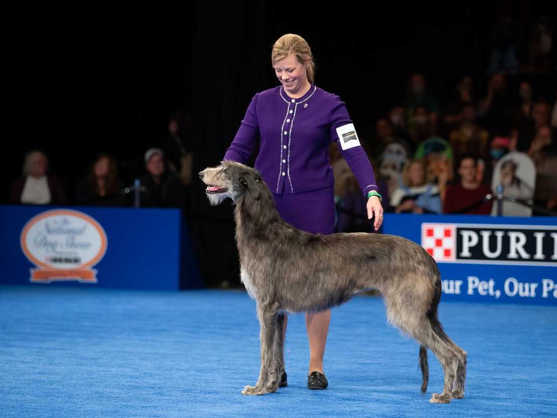 A Scottish deerhound named Claire is best in show at the 2021 National