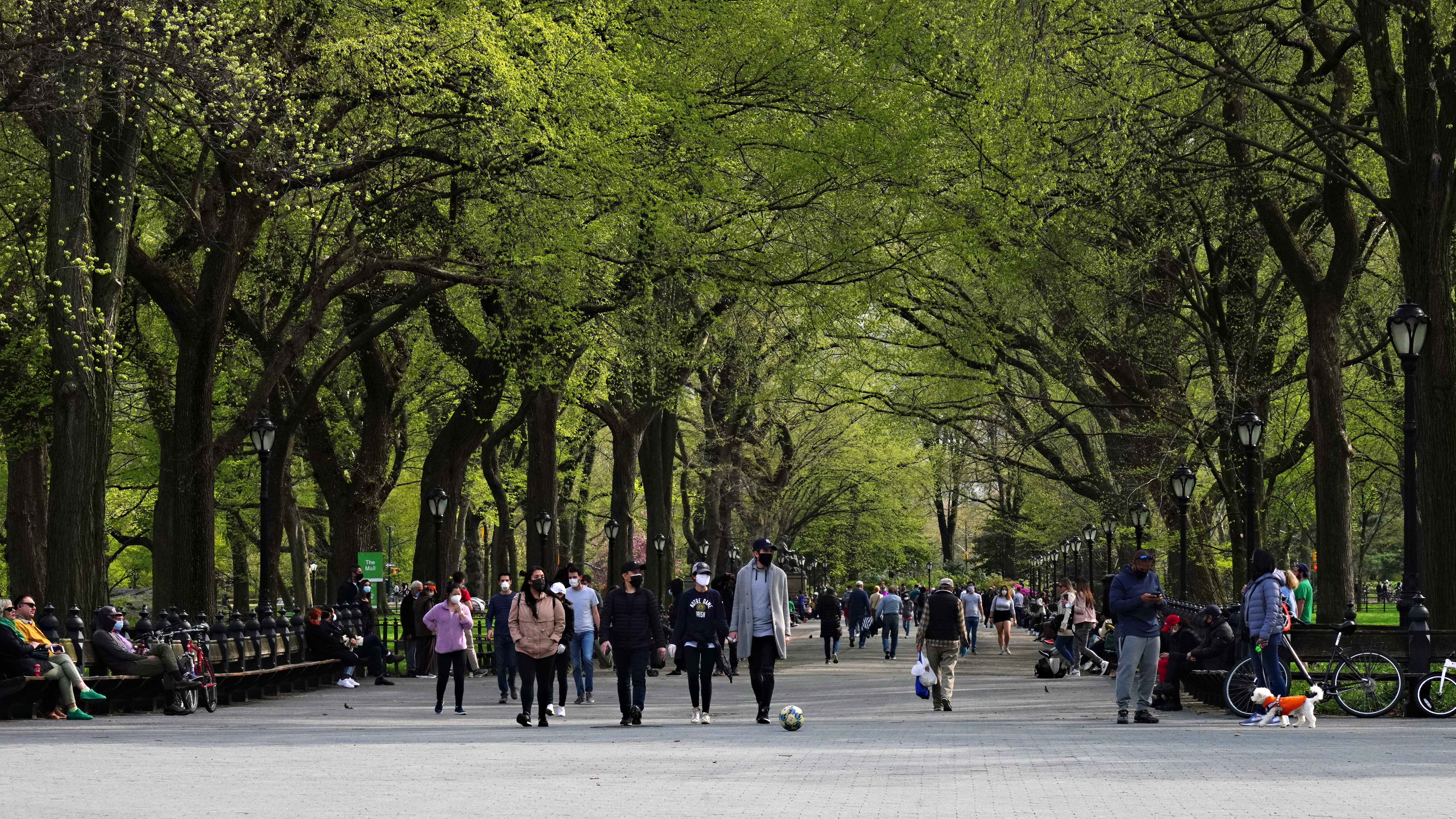 Premature greening in urban trees could have negative environmental and economic impacts, a new study has found.