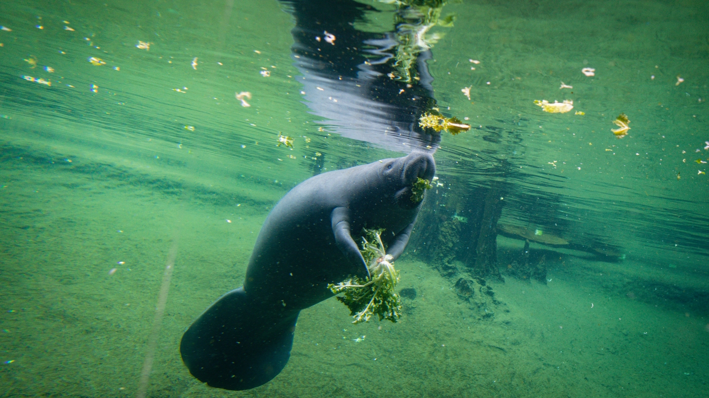Starving manatees in Florida are taxing efforts to save them : NPR