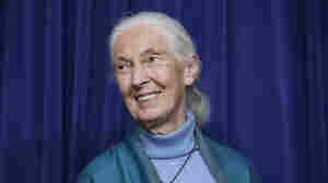 Jane Goodall Says There's Hope For Our Planet. Act Now, Despair Later!