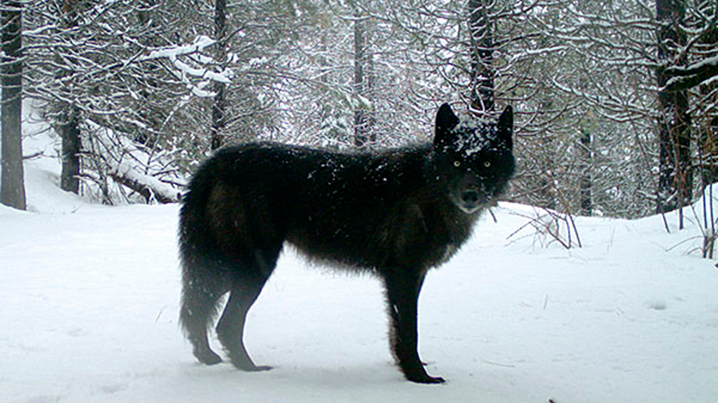 Oregon police ask for help finding who killed 8 wolves that were poisoned : NPR - Vimarsana News