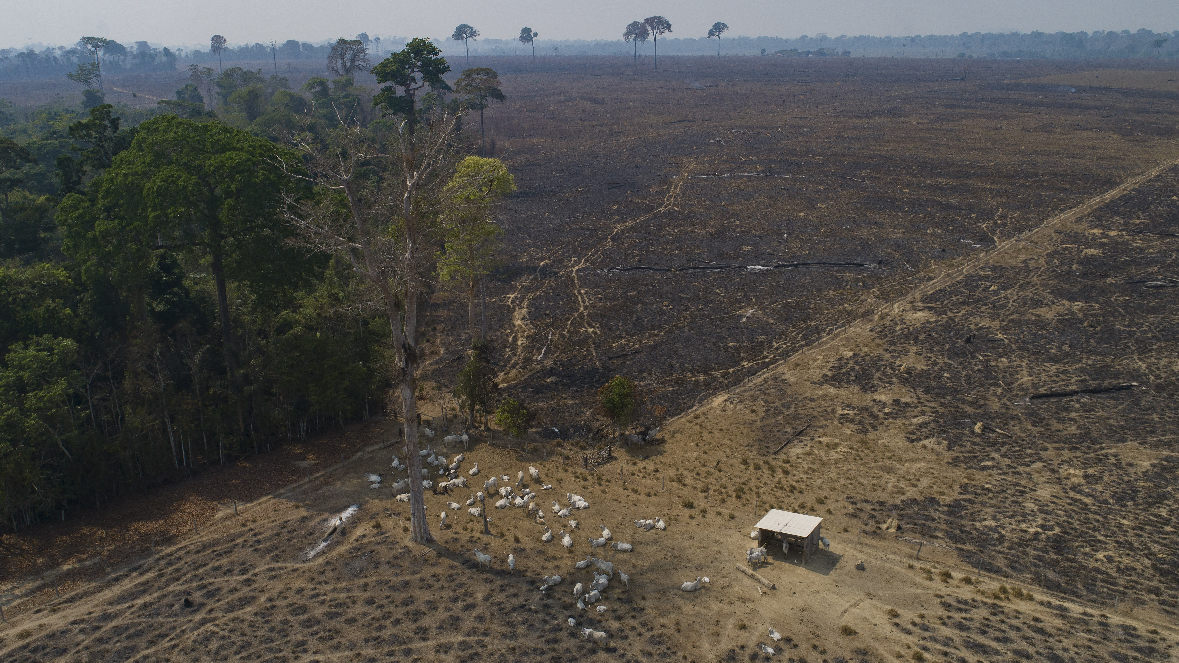 Most nations are promising to end deforestation, but skeptics want proof