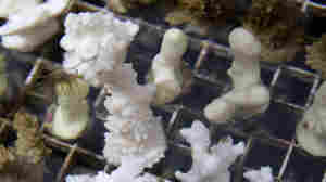 Darwin in a lab: Coral evolution tweaked for global warming