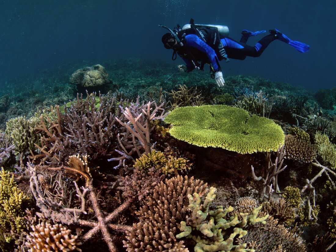 Hear the new sounds that show life returning in these coral reefs : NPR