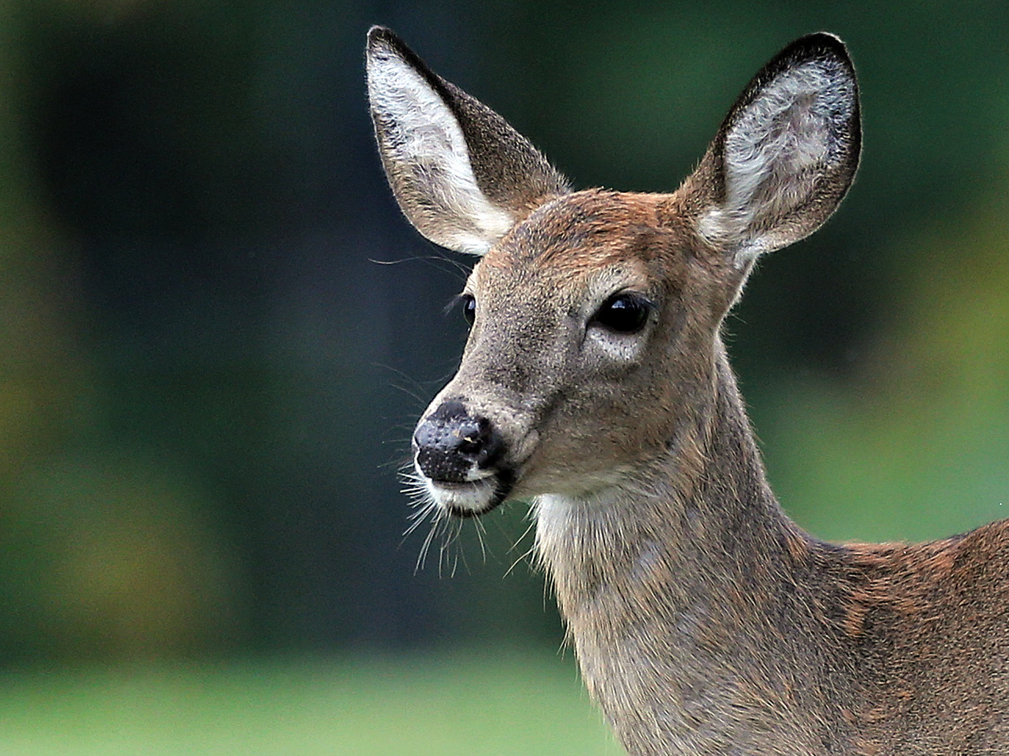 W.Va. Taking Applications For Controlled Deer Hunts - Vimarsana News