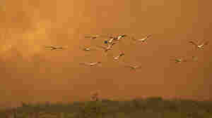 Nearly 17 million animals died in wildfires in Brazil's wetlands last year