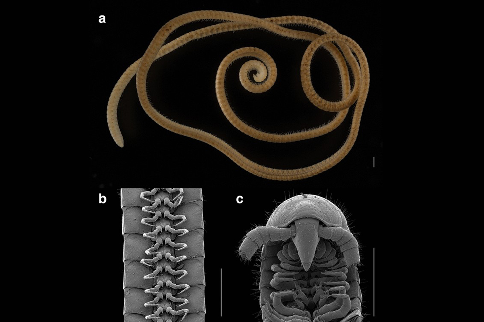 The leggiest animal on the planet, <em>Eumillipes persephone</em>, from Australia. (<strong>A</strong>) female with 330 segments and 1,306 legs (paratype specimen, T147124). (<strong>B</strong>) ventral view of legs (male holotype, T147101). (<strong>C</strong>) dorsal view of head and ventral view of gonopods (male holotype, T147101). Scale bars, 0.5 mm. (Scientific Reports)