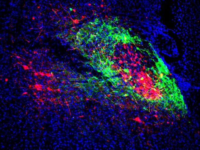 Shell neurons (green) project to the breathing center and core neurons (red) project to the pain/emotion center. Brain scientists have found the two are linked, shedding new light on opioid overdoses (Salk Institute)
