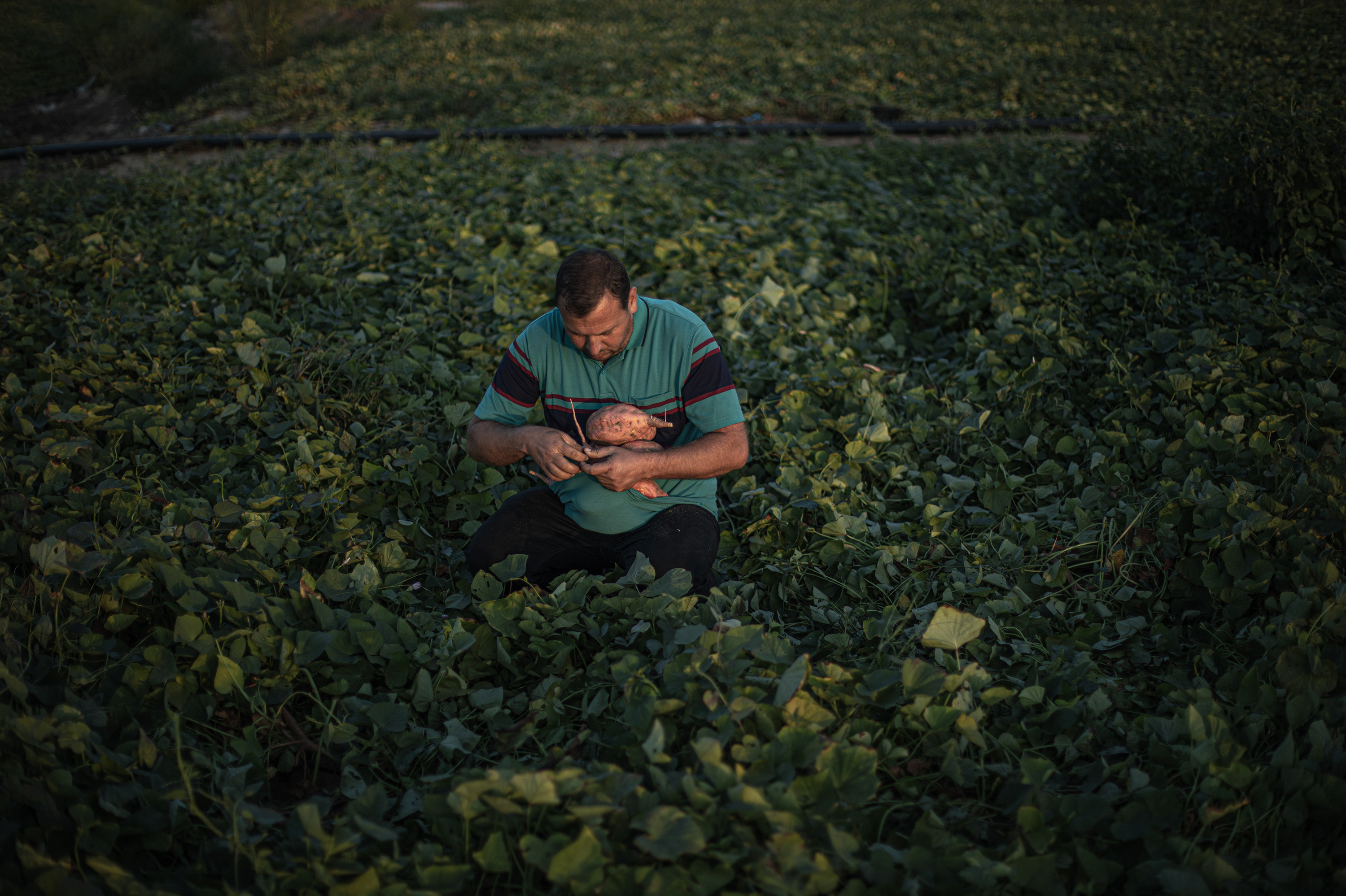 A biblical rest from farming in Israel could help Gaza's growers. They are waiting - Vimarsana News