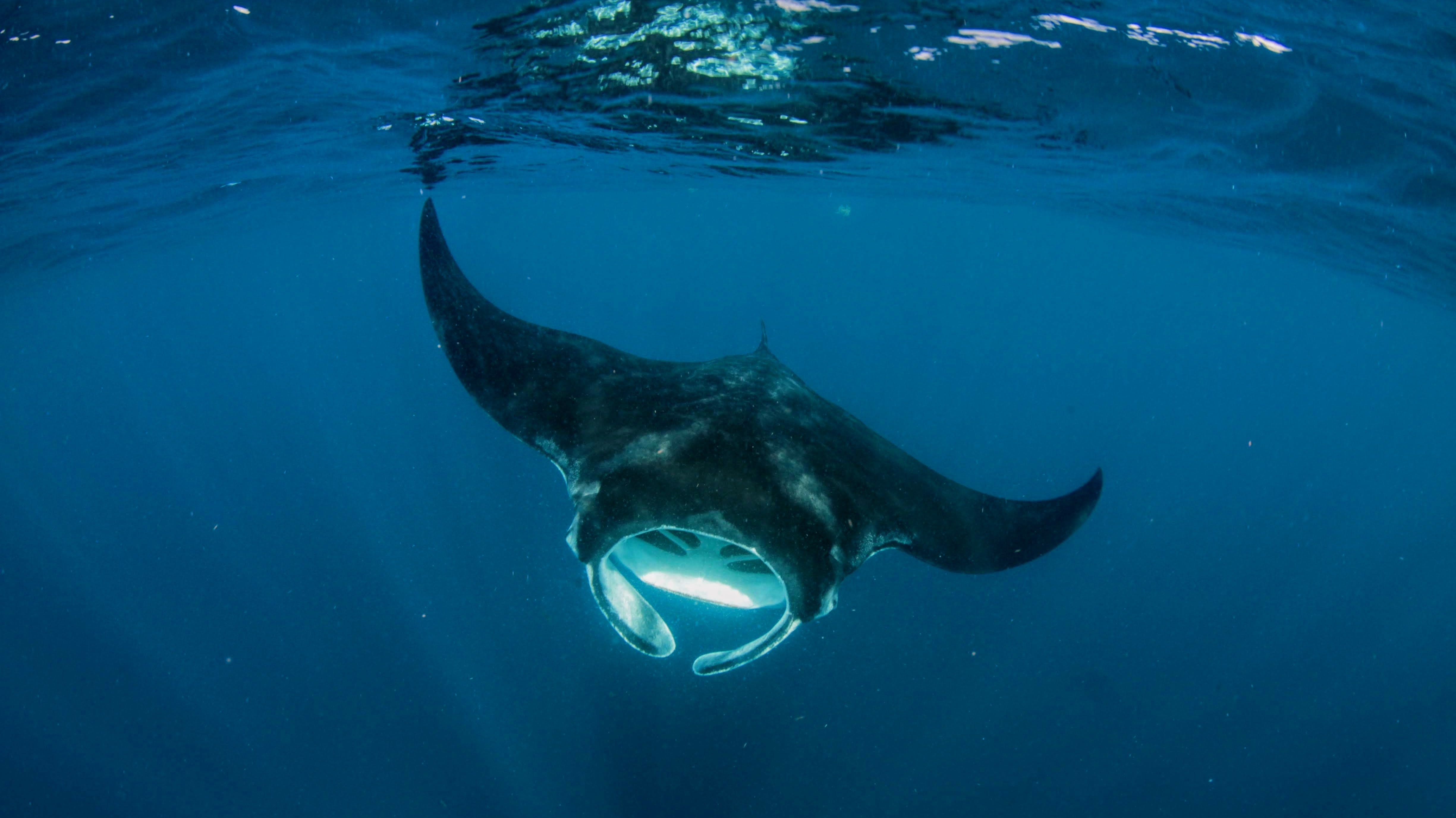 An Ode To The Manta Ray : Short Wave - Vimarsana News