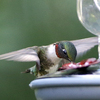 Wingspan!  Spend a night with the birds!  Science!  Caterpillar!