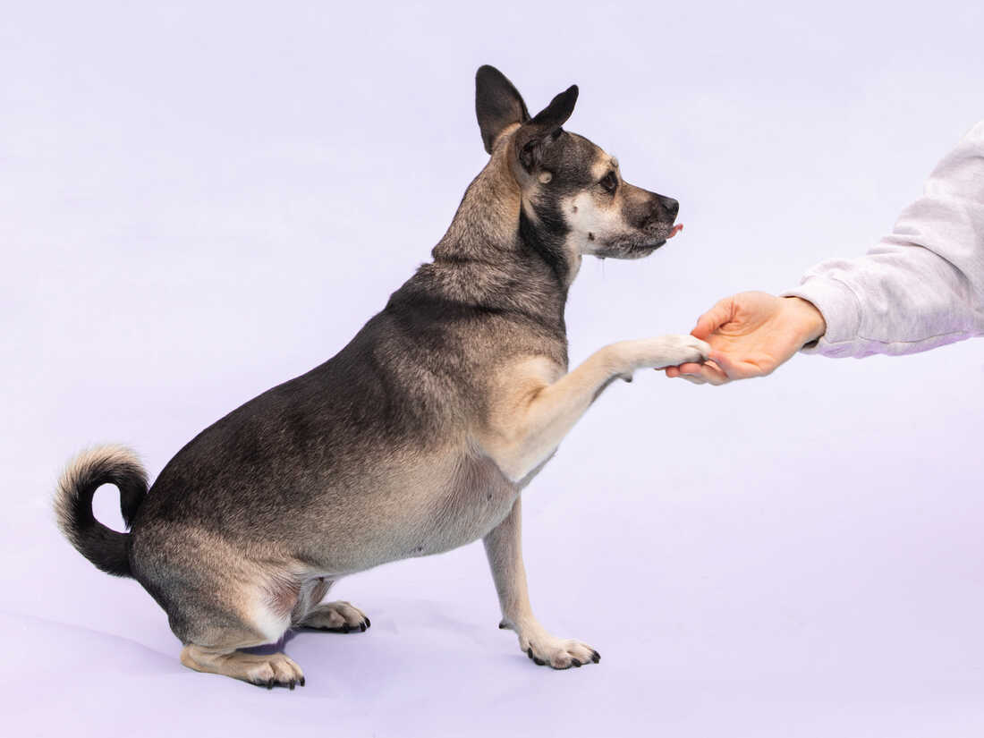 Brain Games for Dogs: Fun Ways to Build a Strong Bond with Your