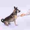 Got a dog during the pandemic? Now what? Here's a run down of dog training resources