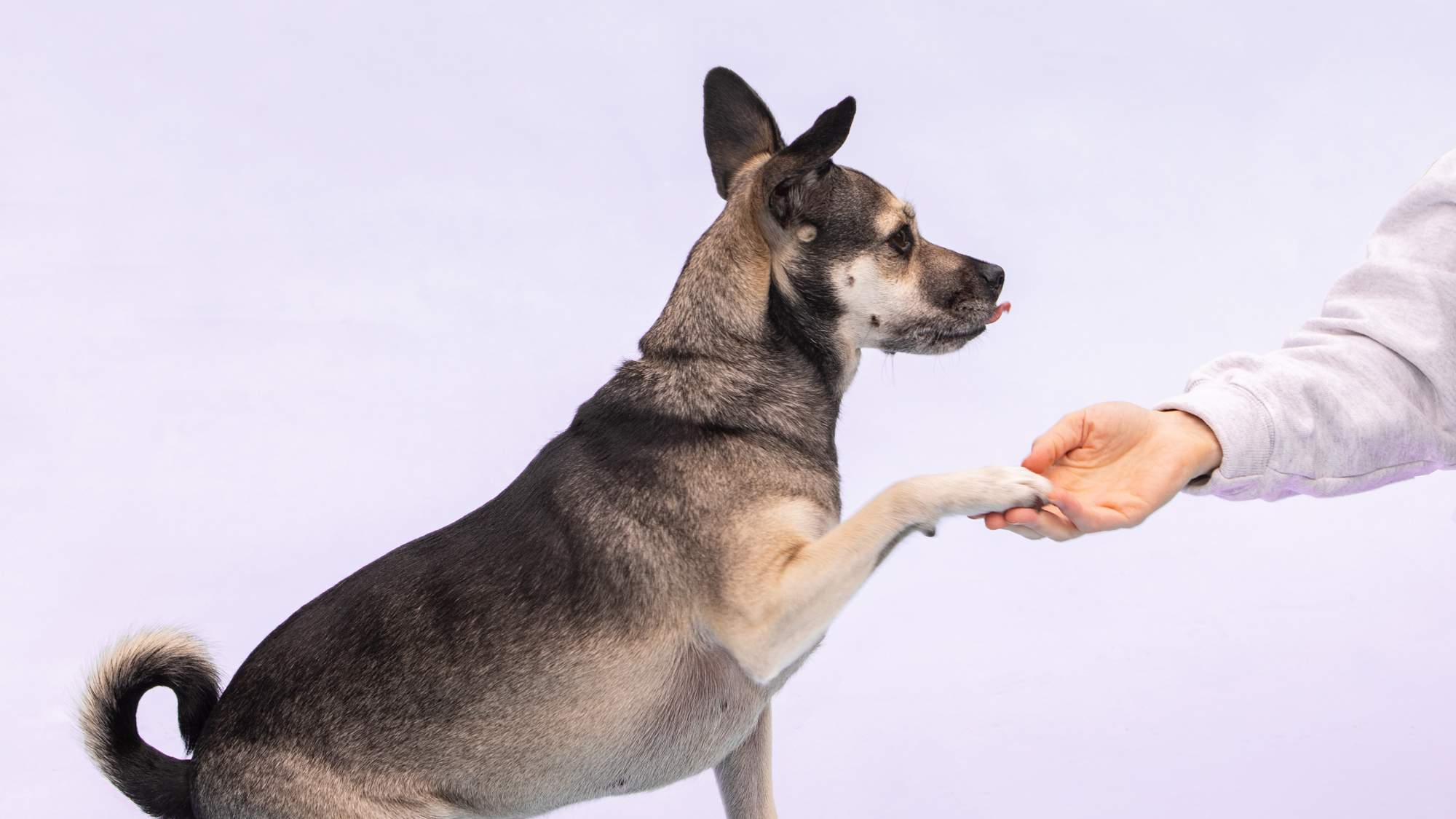 It's never too late to train your dog. These 6 tips can help you get started : Life Kit - Vimarsana News