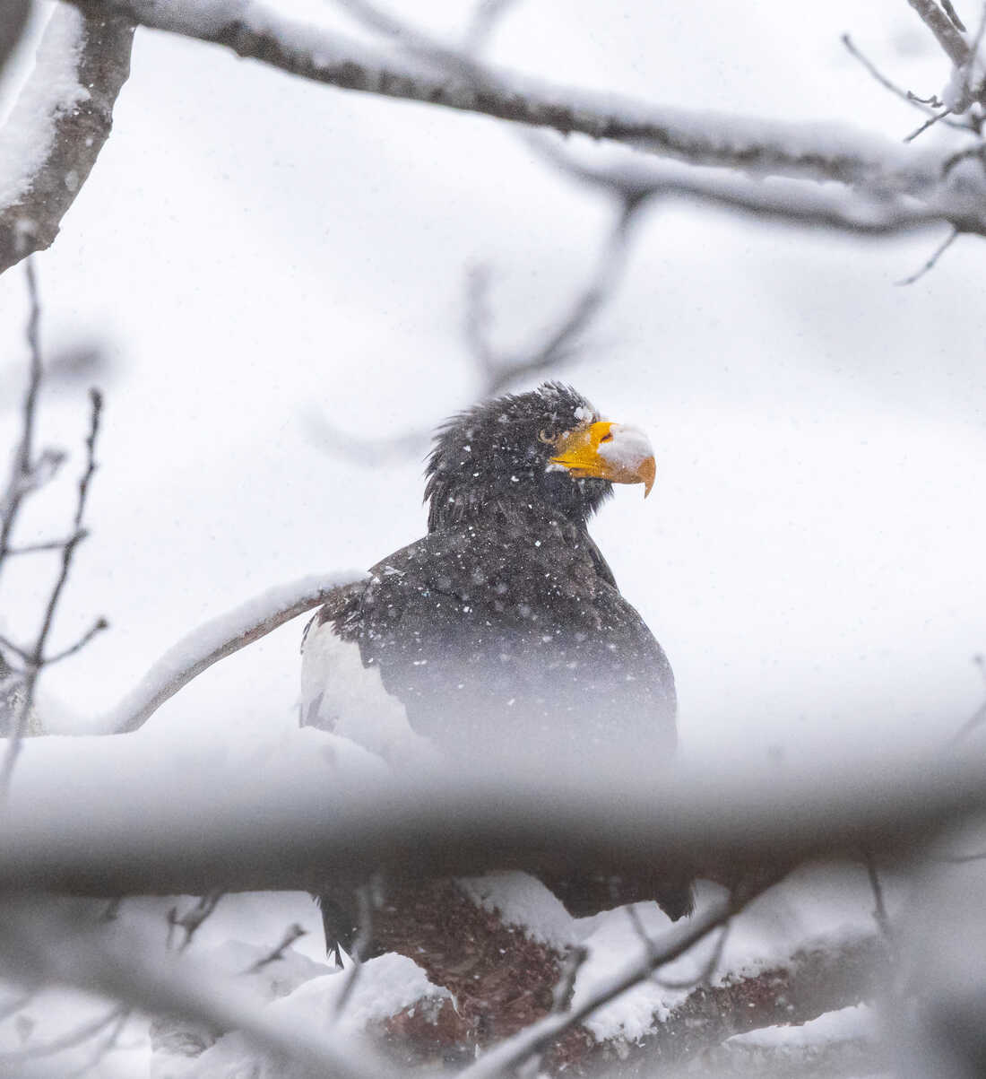 Rare Stellar's sea eagle visits the Maine Coast : NPR