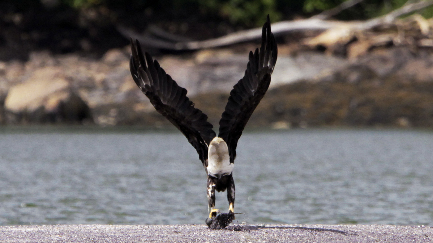 The bald eagle population slowly recovers, but lead ammo hampers their resilienc..