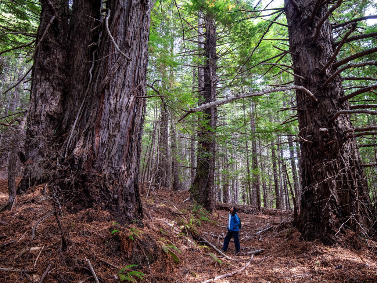 Save the Redwoods League has donated more than 500 acres of redwood forestland to the InterTribal Sinkyone Wilderness Council, a coalition of Native tribes that have been connected to the land for thousands of years. (Save The Redwoods League)