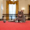Meet Willow, the Bidens' new, very presidential-looking cat