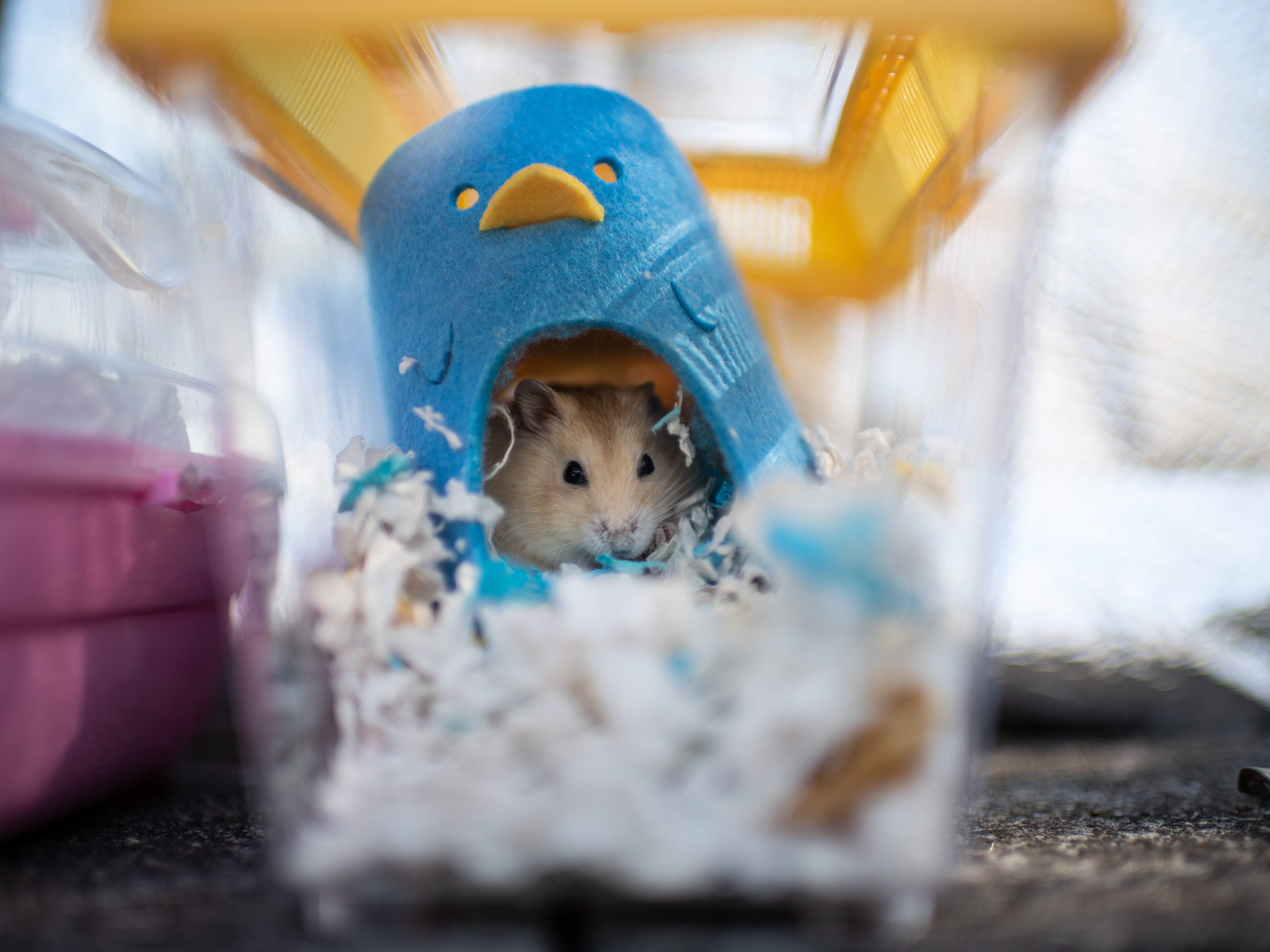 Hamster Health & Welfare Tips