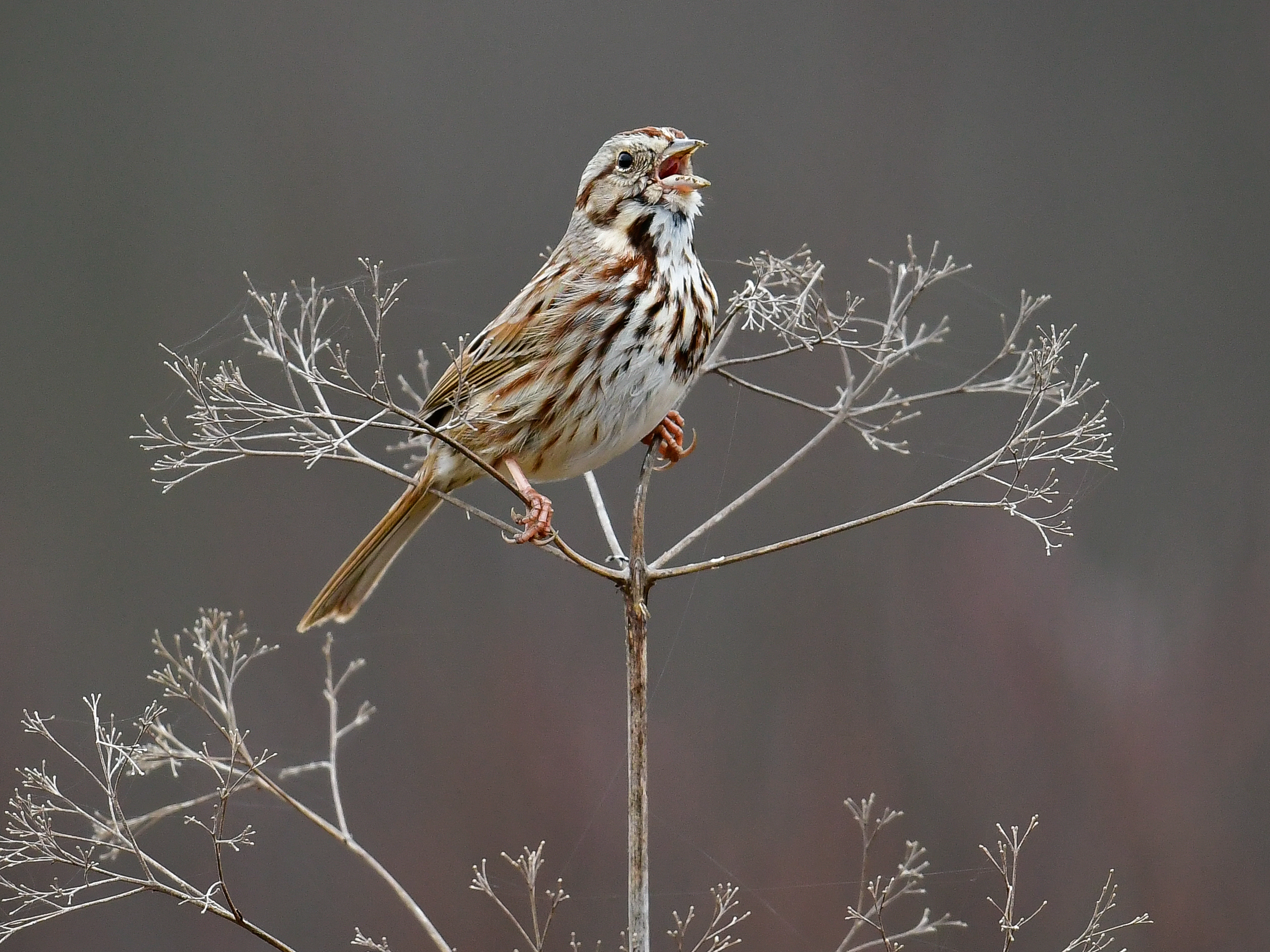 Why the song sparrow might be nature's best DJ : NPR