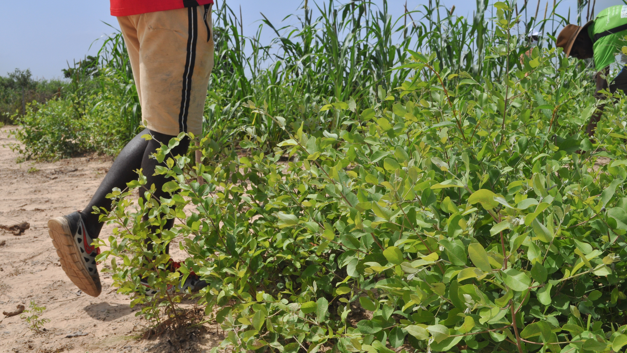 Scruffy shrub in Senegal gets new respect from farmers : Goats and Soda : NPR - Vimarsana News