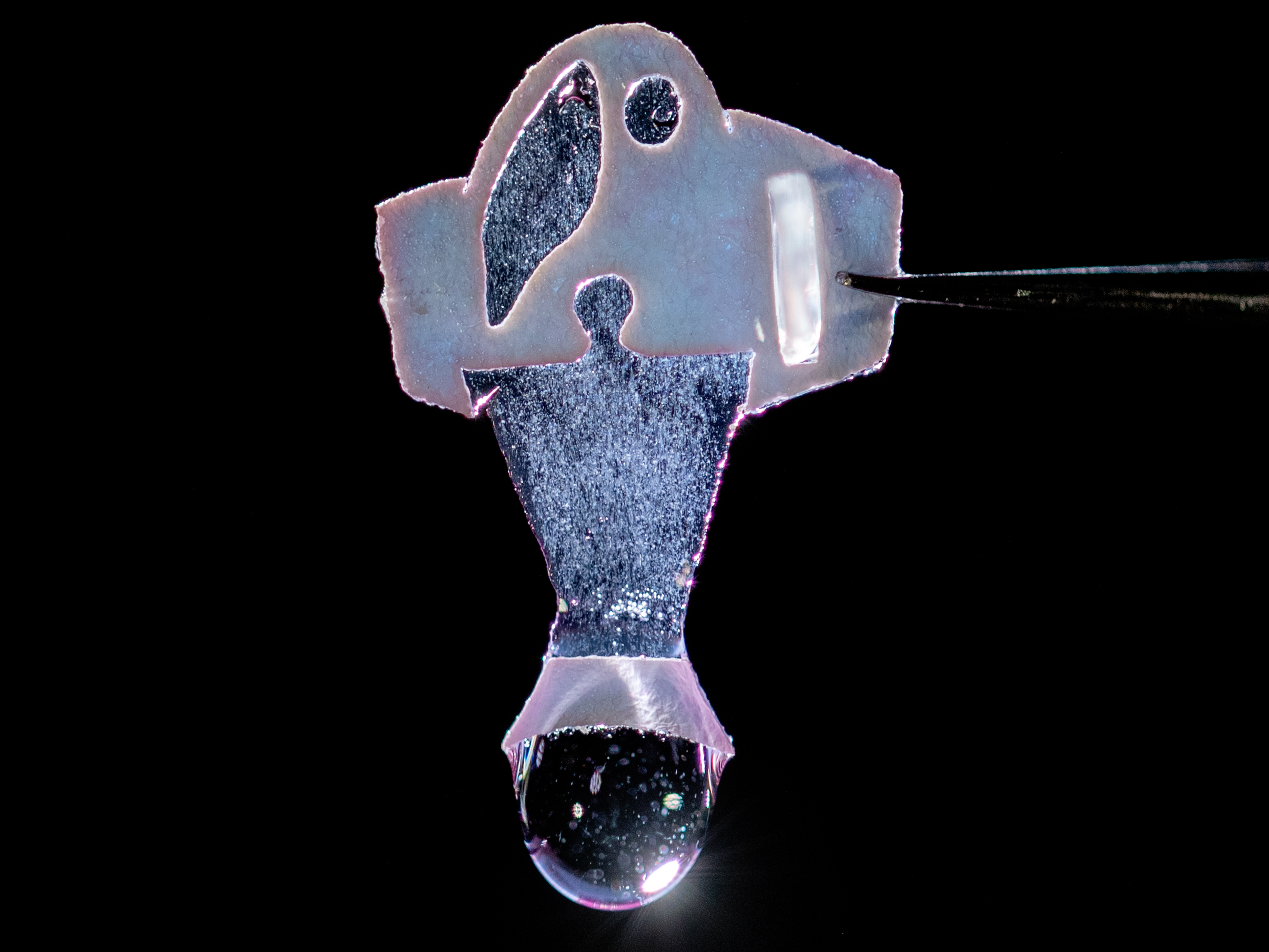 This synthetic fish is powered by human heart cells. Scientists say that they could help lead the way toward building replacement hearts from human tissue. (Michael Rosnach, Keel Yong Lee, Sung-Jin Park, Kevin Kit Parker)