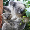 Koalas are now officially an endangered species in parts of eastern Australia