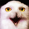 The Superb Owl is back, and the crowd goes wild