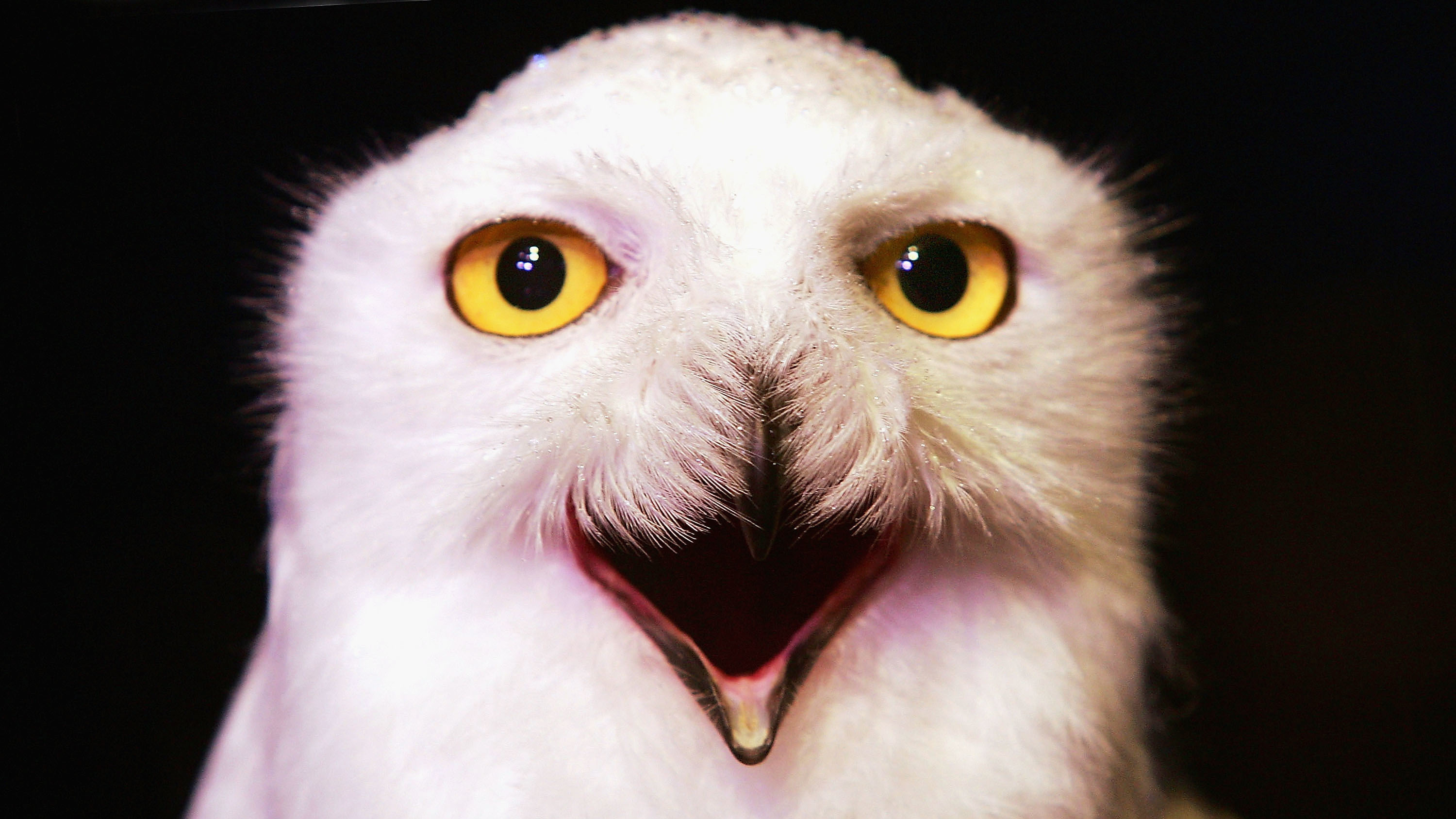 The Superb Owl 2022 is here, and the crowd goes wild : NPR - Vimarsana News