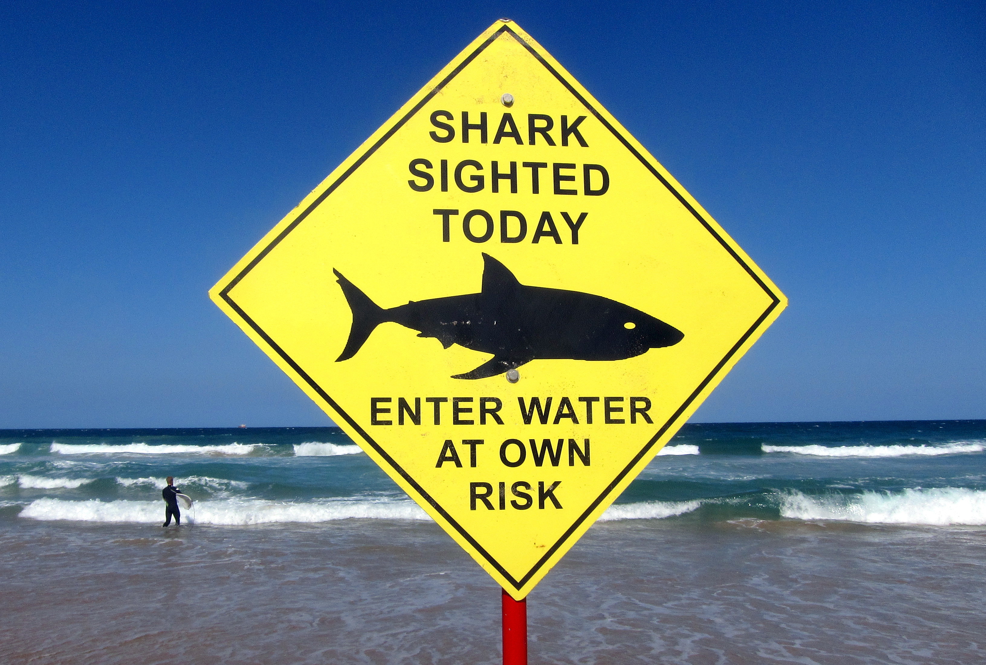 No More Shark Attacks. Call Them 'Bites,' Australian States Say : NPR