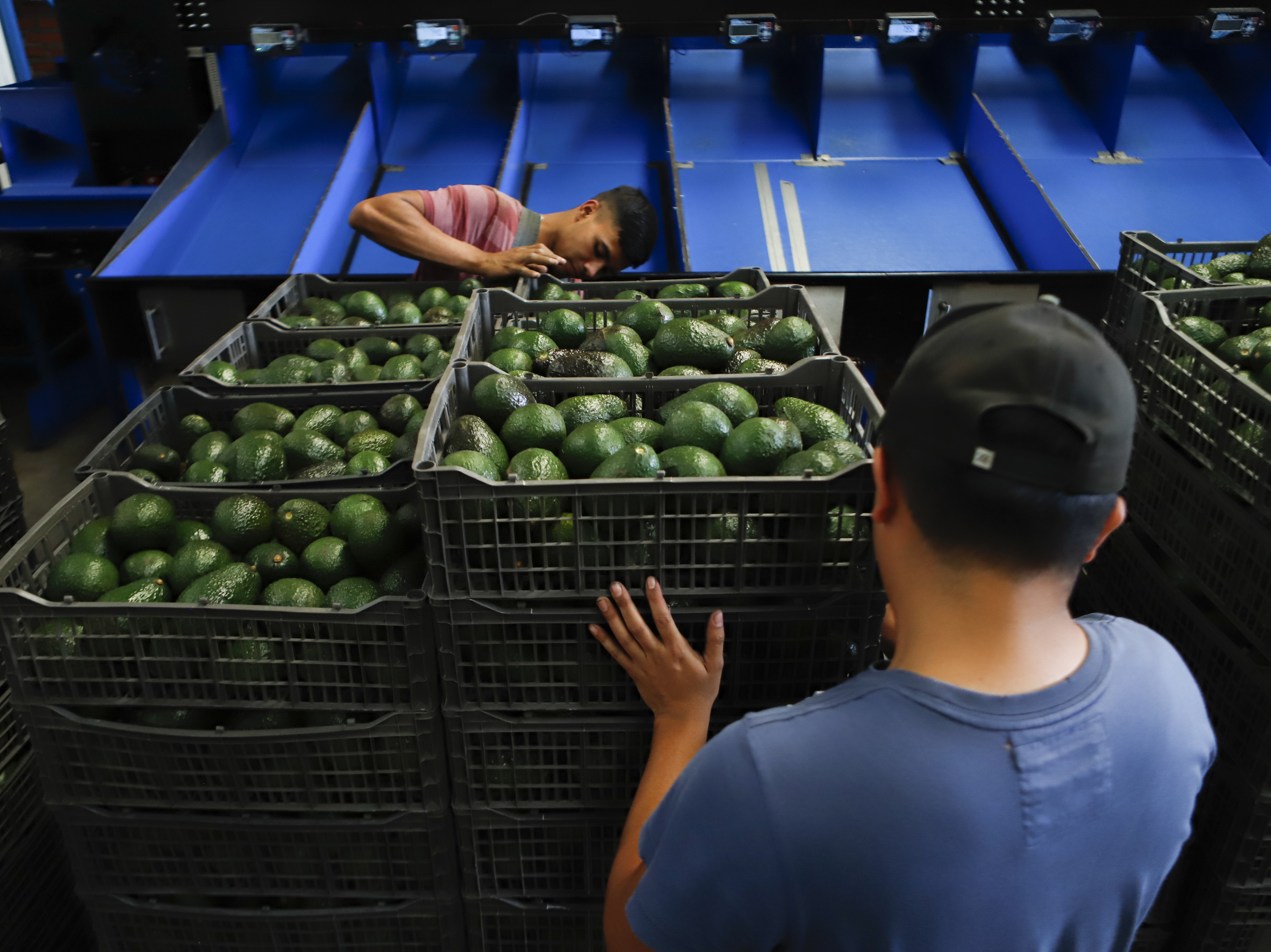 Why we'll probably see avocado prices rise soon in the U.S. - Vimarsana News