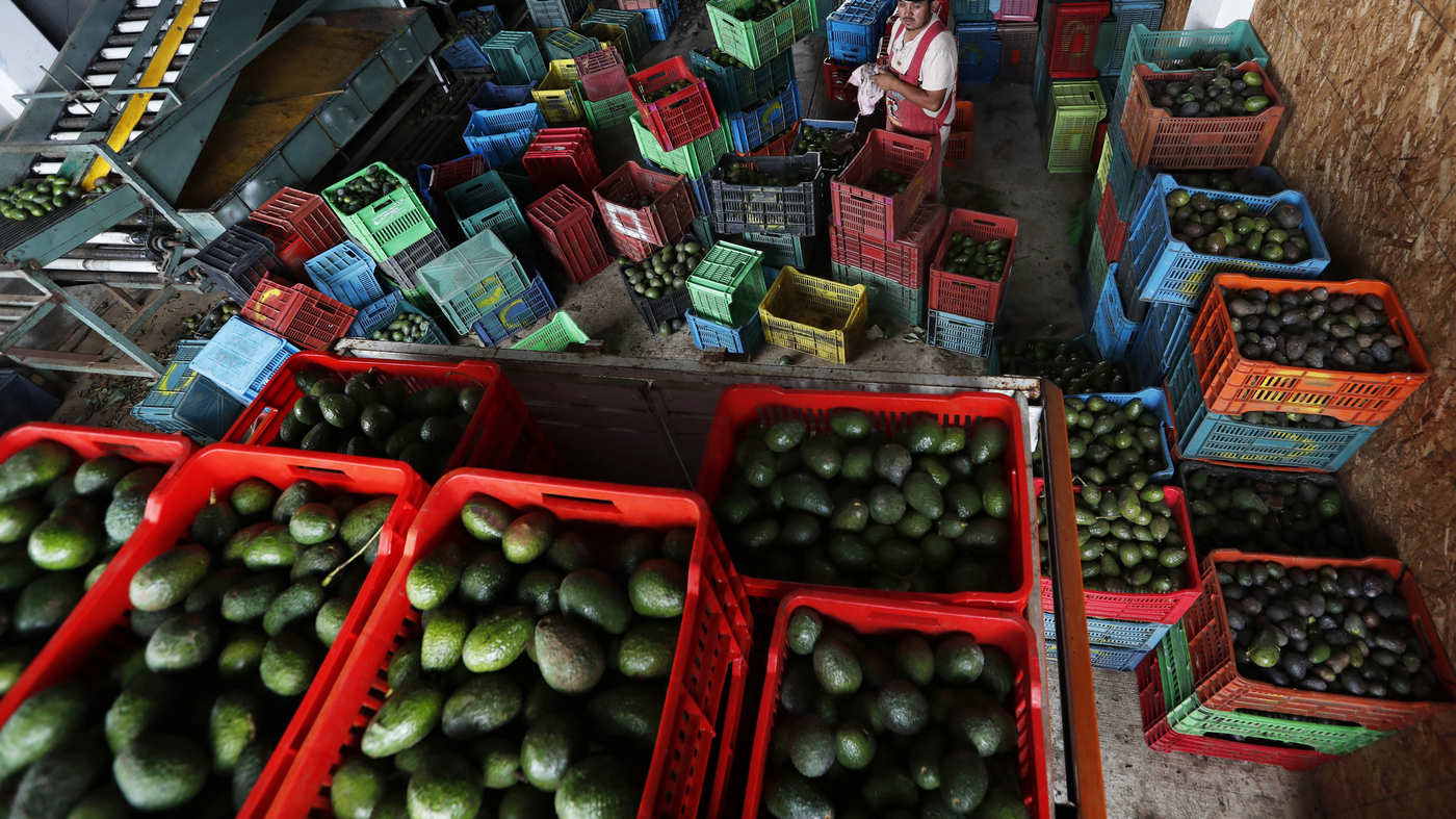 U.S. lifts ban on avocados from Mexico NPR