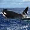 Orcas take down a blue whale, proving they're the apex predators of the ocean