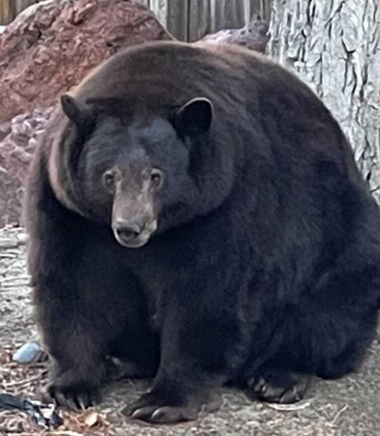 Hank the Tank: A massive bear has broken into dozens of homes near Lake