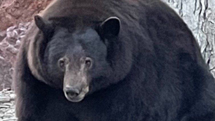 Hank the Tank: A massive bear has broken into dozens of homes in Lake Tahoe - Vimarsana News