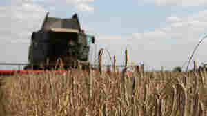 Russia's invasion of Ukraine may cause havoc for wheat-importing Mideast nations