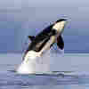 Orcas: Apex Predators Or Marine Park Stars?