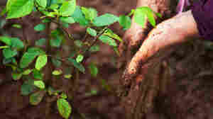 Silver Linings From The UN's Dire Climate Change Report