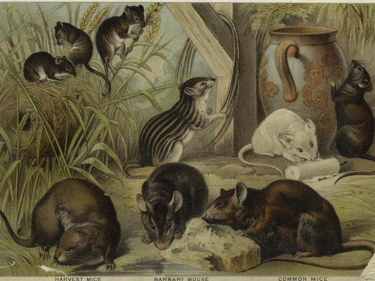 The Savory Tort: Rats reveal human history, sometimes set its course