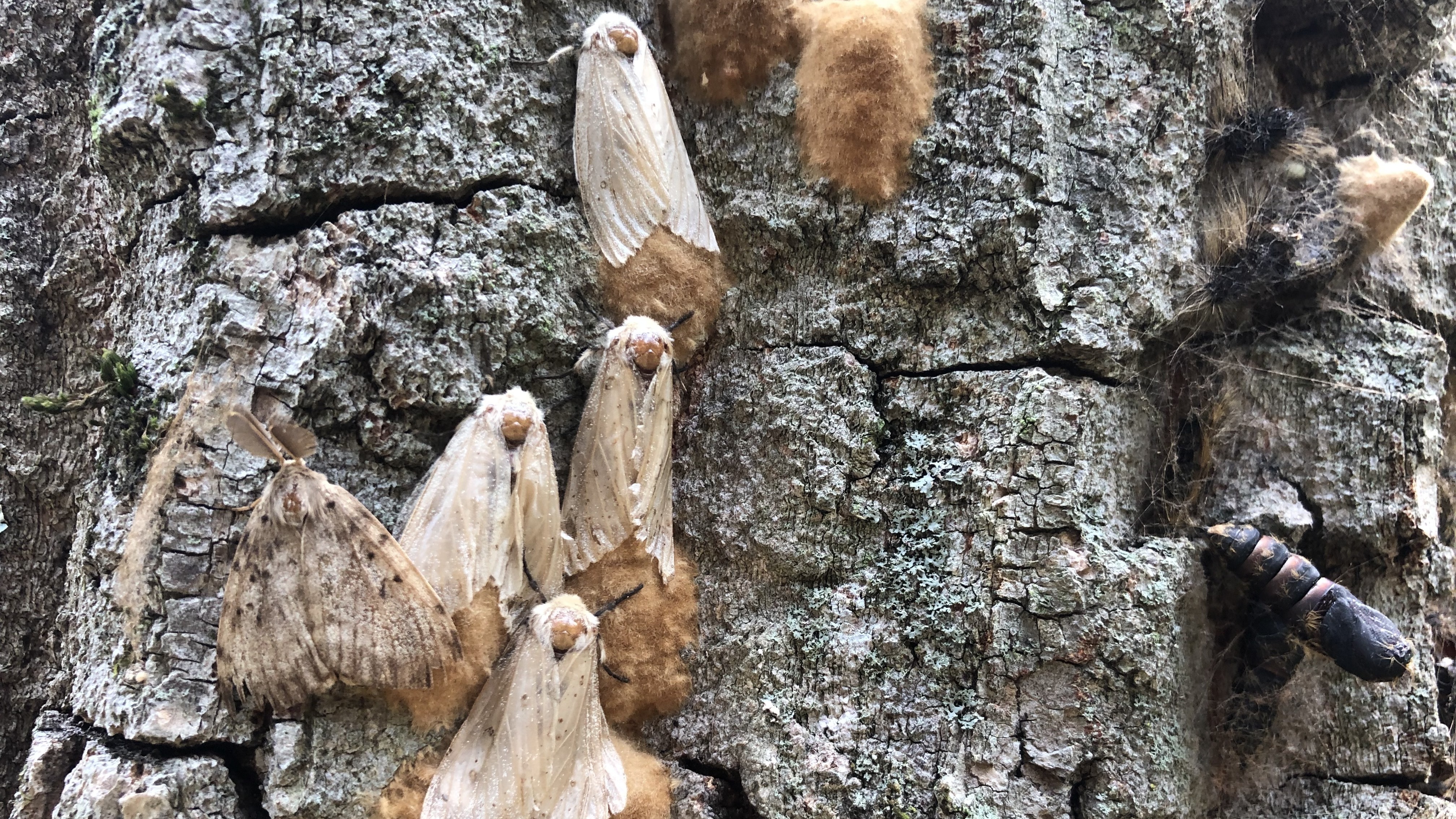 Spongy Moth is the new name for a destructive moth : NPR - Vimarsana News