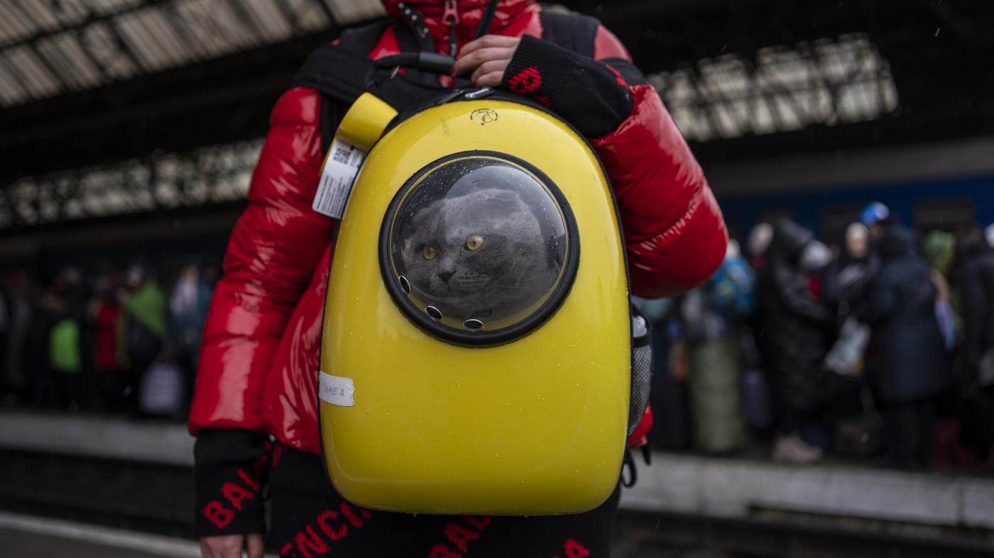 Russian cats are temporarily banned from some international