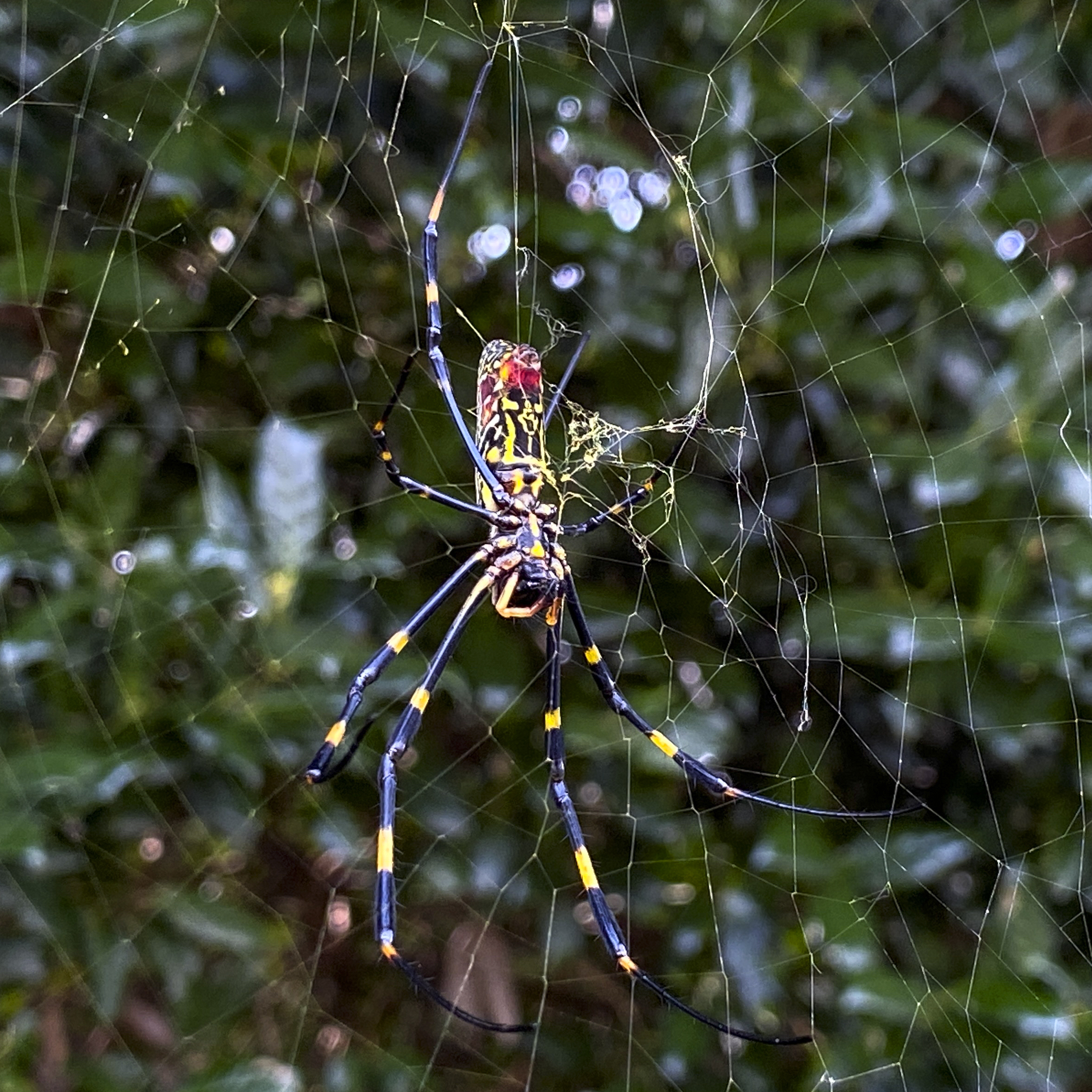 No, you don't need to worry about joro spiders. They may even be helpful in some ways