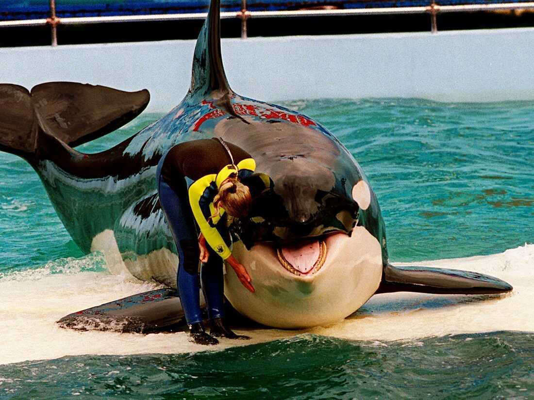 The Miami Seaquarium is ending shows with its 56-year-old orca : NPR