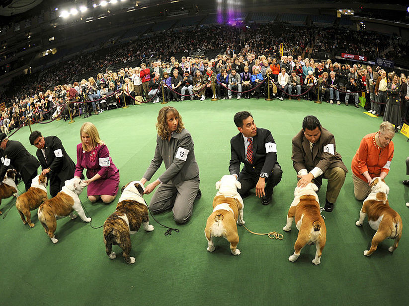 Is breeding bulldogs cruel? Animal groups debate how to make them