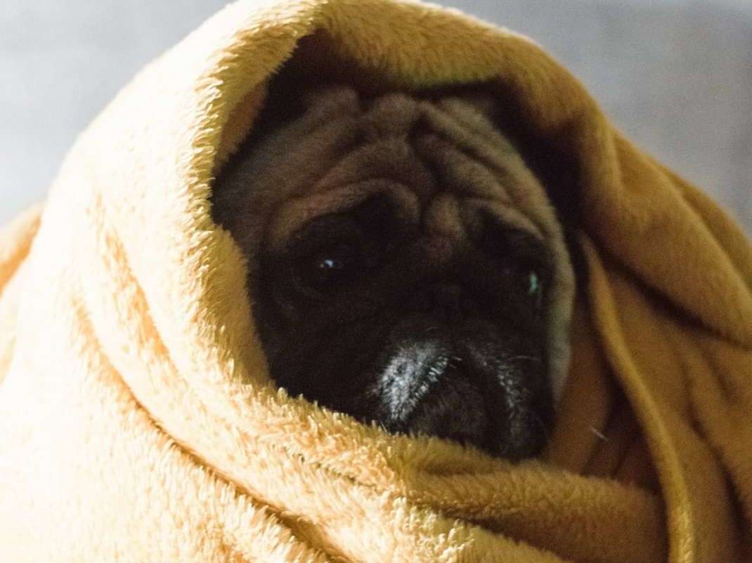 Puzo the pug has provided his owner Jake an endless source of relief and affection during his journey west out of Kharkiv, Ukraine. (Image by Jake)