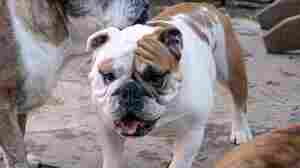 Should Bulldogs Exist?