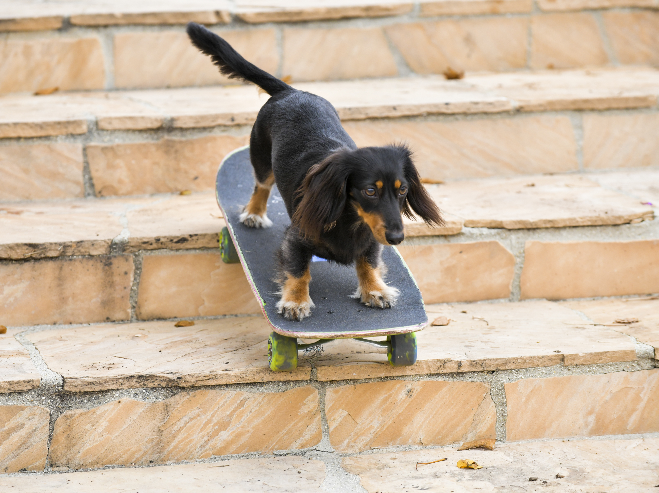 Animal planet stairs for dogs hotsell